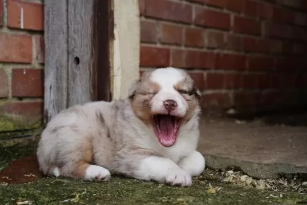 Cuccioli di pastore australiano con pedigree