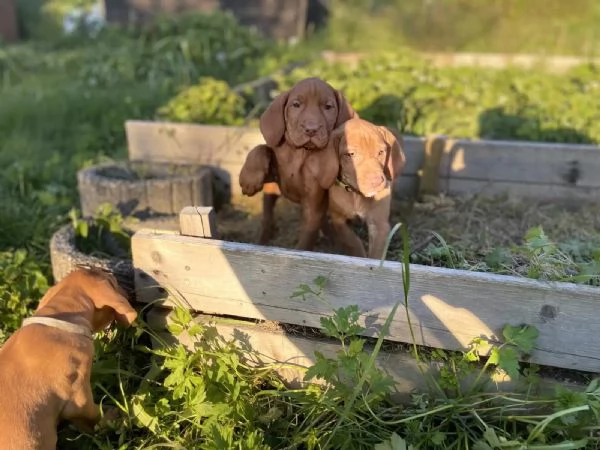 BELLA VIZSLA PER RITORNO A CASA | Foto 2