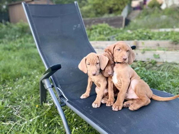BELLA VIZSLA PER RITORNO A CASA | Foto 1