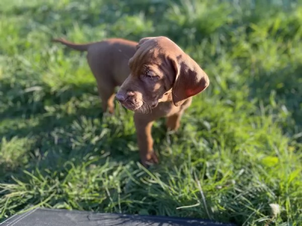 BELLA VIZSLA PER RITORNO A CASA