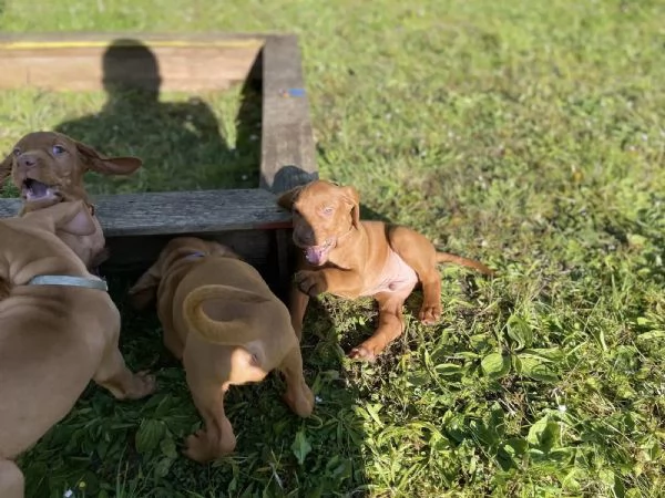 BELLA VIZSLA PER RITORNO A CASA | Foto 0