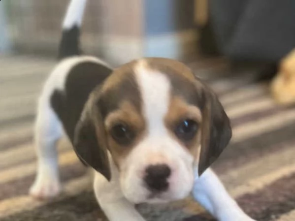 cuccioli di beagle | Foto 2
