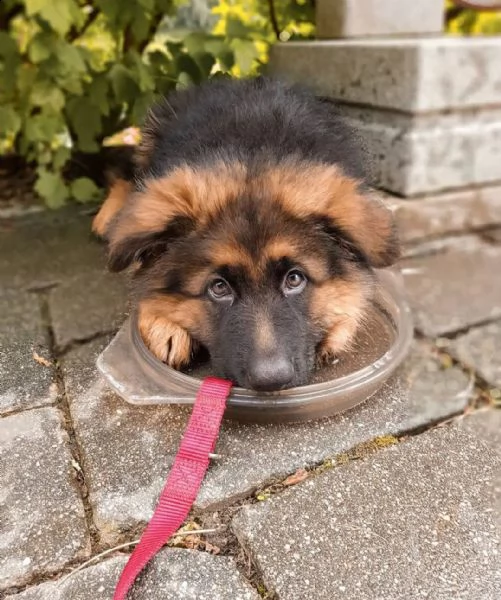 cucciolo di pescatore tedesco