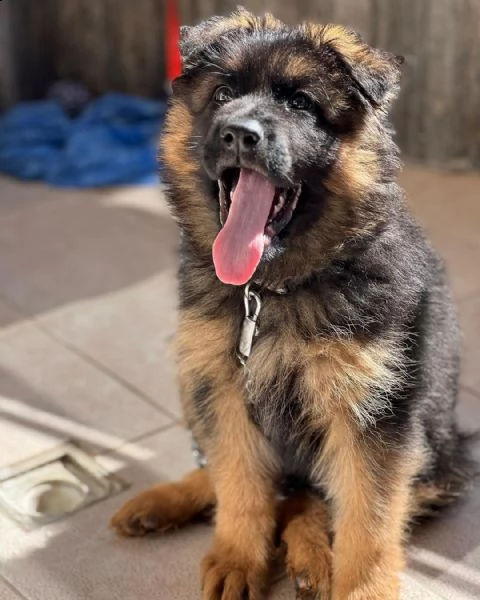 cucciolo di pescatore tedesco | Foto 0