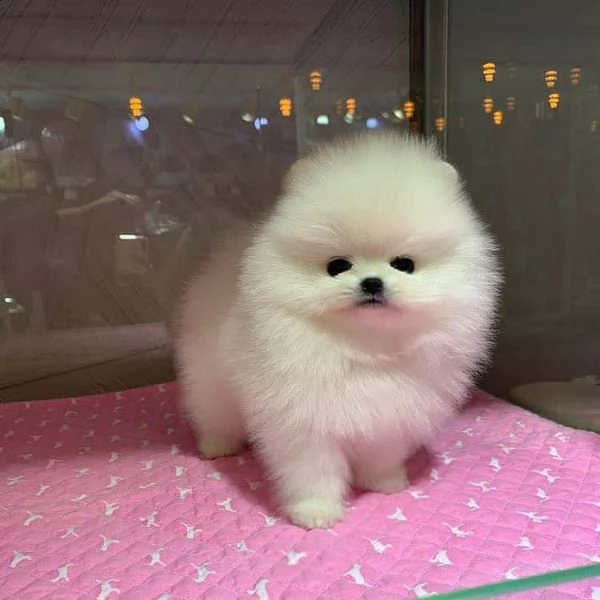  regalo pomerania cuccioli (maschio e femmina)