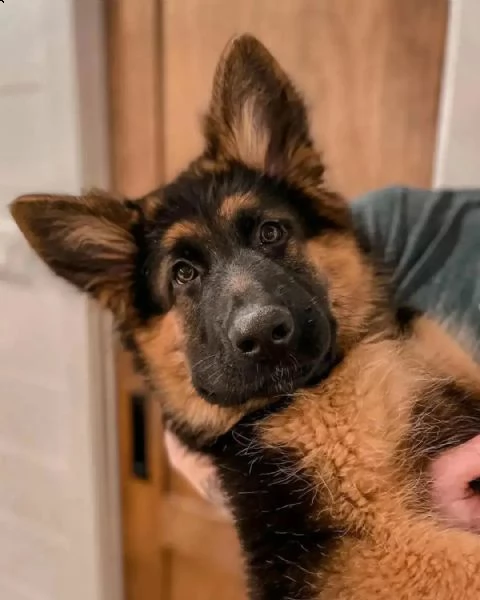 cucciolo estremamente splendido di pastore tedesco