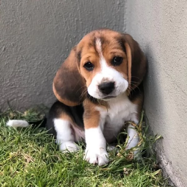 beagle cucciolo affascinante 11 settimane!!