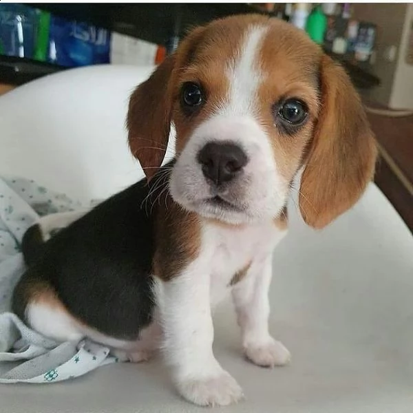 beagle cucciolo affascinante 11 settimane!!