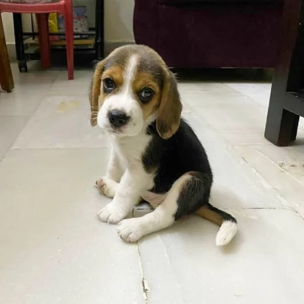 beagle cucciolo affascinante 11 settimane!!