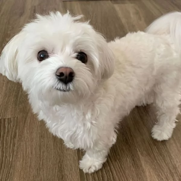 cucciolo di biewer maltese