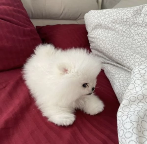 bellissimo cucciolo di pomerania