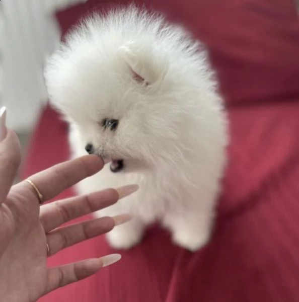 bellissimo cucciolo di pomerania | Foto 1