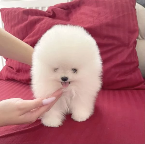 bellissimo cucciolo di pomerania | Foto 0