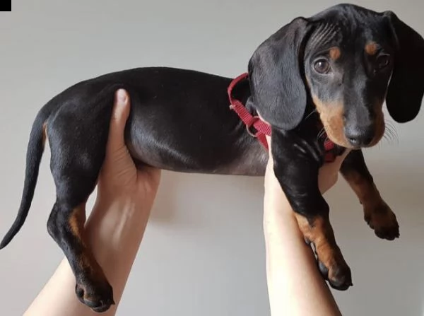 cuccioli bassoto  | Foto 0