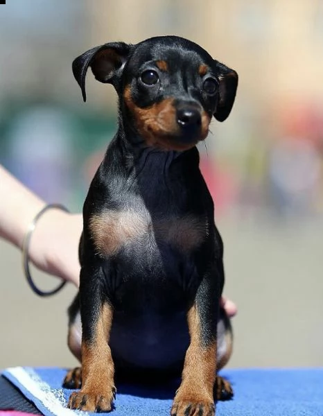 pinscher 