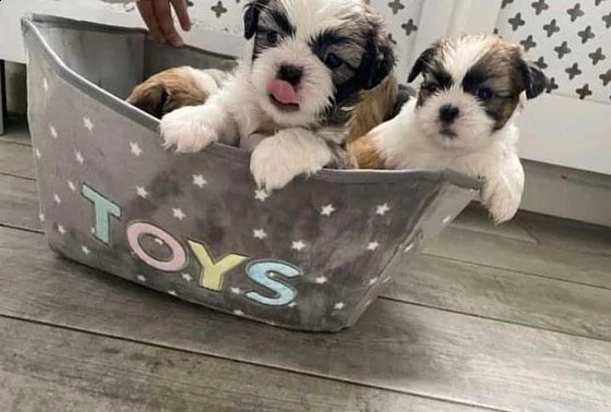 cuccioli maschi e femmine di shih tzu | Foto 0