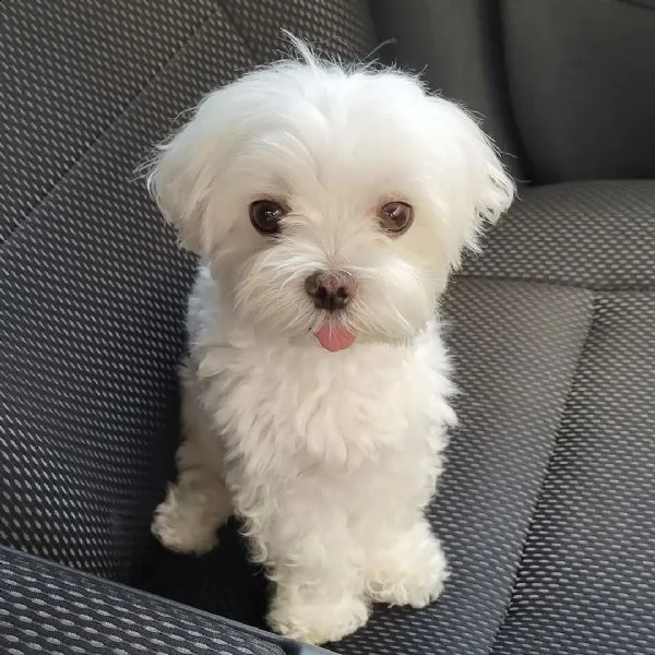 cucciolo di biewer maltese