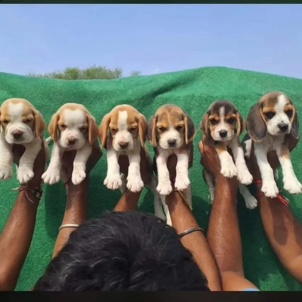 cuccioli di beagle maschi e femmine