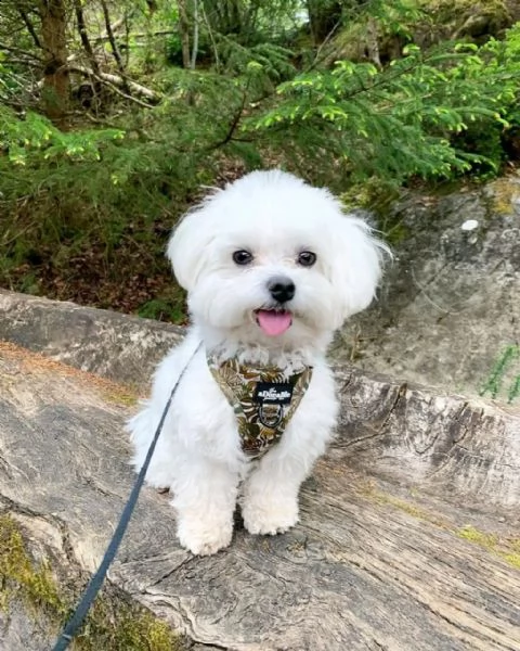 cuccioli maltesi