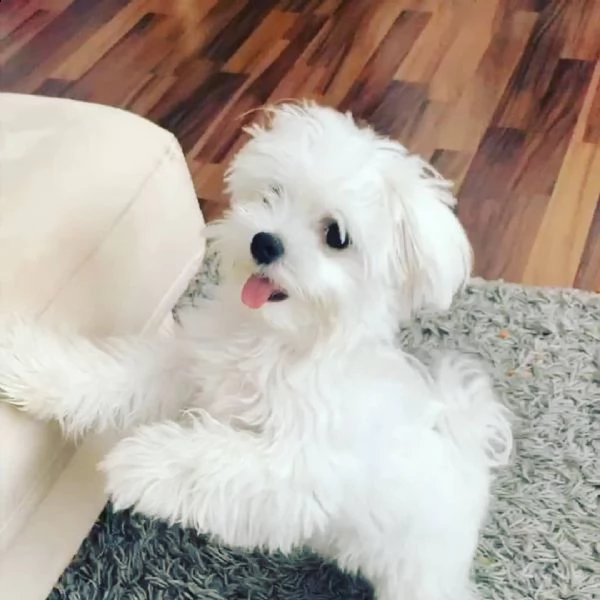 cuccioli di maltese maschi e femmine con documenti | Foto 0