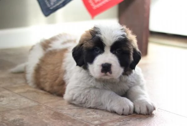 cuccioli di san bernardo