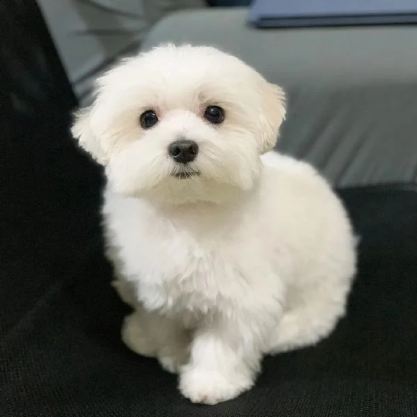 cucciolo maltese in adozione