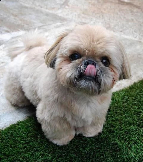  regalo bellissimi cuccioli allevati shih-tzu, colore bianco e nero. due e una feminuccia maschietti