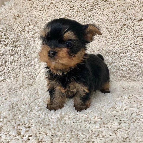  regalo cuccioli di yorkie bellissimi cuccioli vengono consegnati con vaccinazioni, sverminati, micr