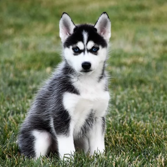 regalo cuccioli siberian husky maschio e femmina ,.,.,