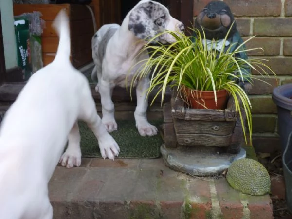 cuccioli di alano arlecchino