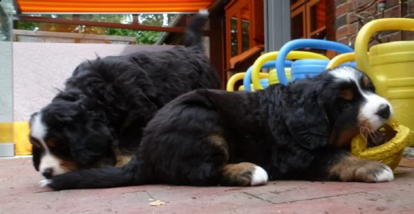 cuccioli di bovaro del bernese  | Foto 3