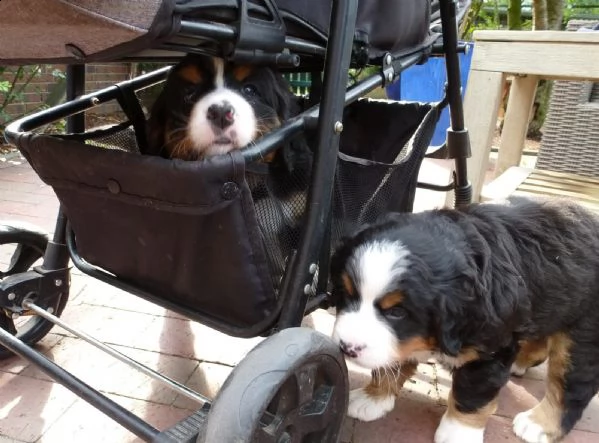 cuccioli di bovaro del bernese 