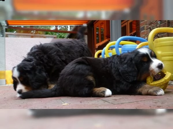 cuccioli di bovaro del bernese  | Foto 2