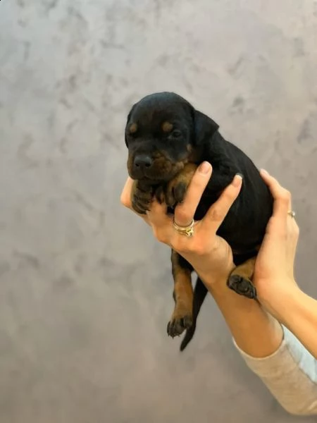 cucciolata di dobermann maschi femmine