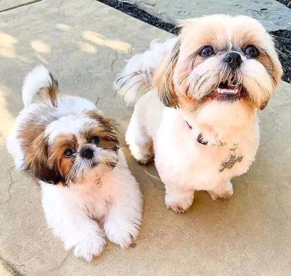 cuccioli di shih tzu