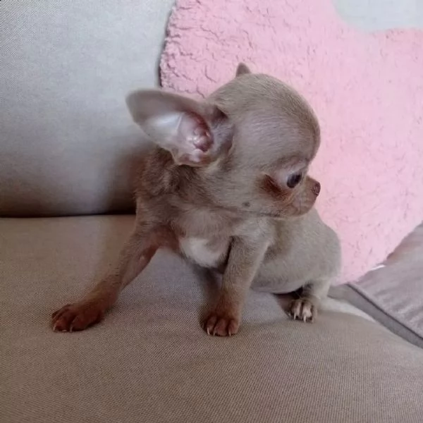 adorabili cuccioli di chihuahua con pedigree | Foto 3