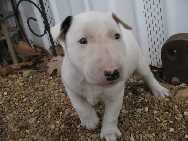 adorabili cuccioli di bull terrier ..... | Foto 2