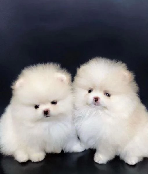  preziosi cuccioli di pomerania in adozione899