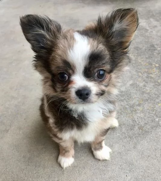 regalo cuccioli dolce e bella chihuahua toy stiamo dando questi nostri cuccioli sani maschi e femmin