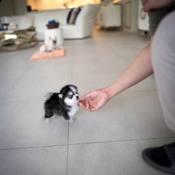 eccezionali cuccioli mini pomsky con documenti | Foto 1