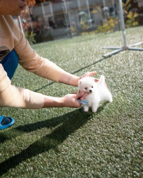 eccezionali cuccioli mini pomsky con documenti | Foto 0