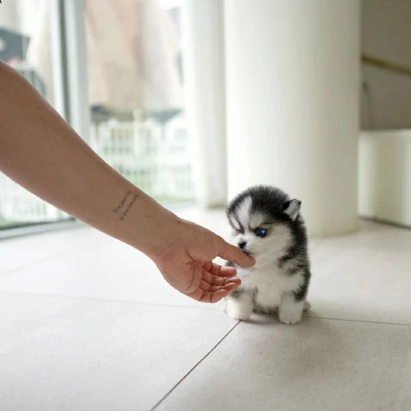 eccezionali cuccioli mini pomsky con documenti