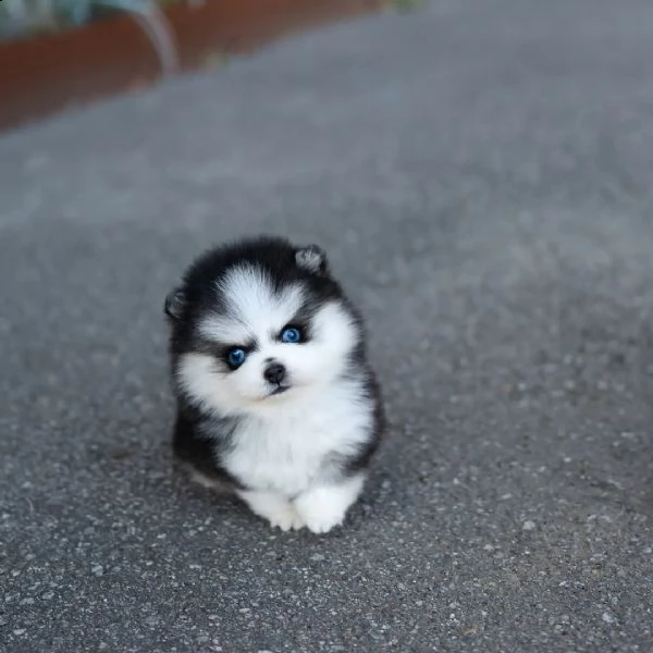 eccezionali cuccioli mini pomsky con documenti- | Foto 1