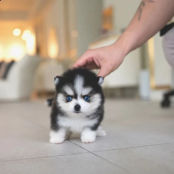 eccezionali cuccioli mini pomsky con documenti- | Foto 0