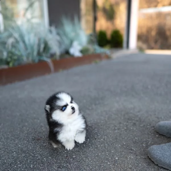 eccezionali cuccioli mini pomsky con documenti-