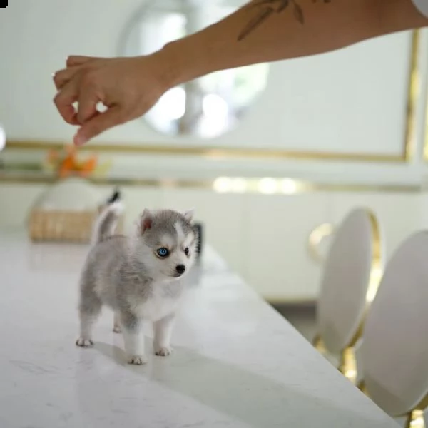 eccezionali cuccioli mini pomsky con documenti+ | Foto 2