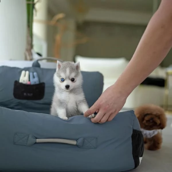 eccezionali cuccioli mini pomsky con documenti+