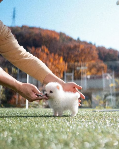 eccezionali cuccioli mini pomsky con documenti++ | Foto 2