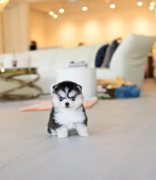 eccezionali cuccioli mini pomsky con documenti++ | Foto 1