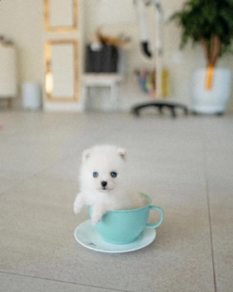 eccezionali cuccioli mini pomsky con documenti++ | Foto 0